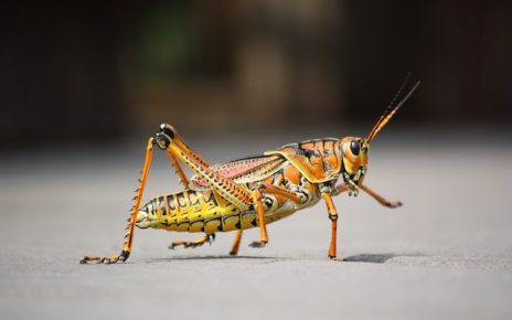 entomophagie : régime insecte