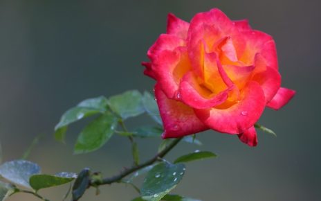 rose éternelle sous cloche