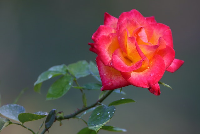 rose éternelle sous cloche